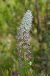 Osceola's plume <BR>Death camas <BR>Crow poison